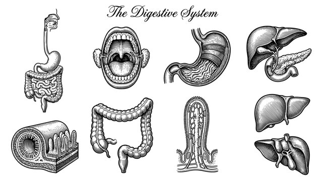 Human Digestive System Anatomy Vintage Engraving Illustration Set with Stomach, Liver, Intestines, and Mouth Organs