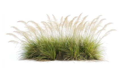 Obraz premium Growth of buffalo grass native prairie grass known for drought resistance isolated on white photograph