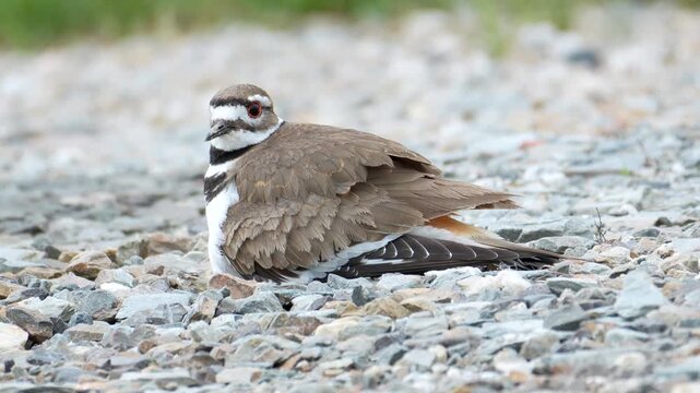 Mother Killdeer Standing Up as Chicks Scatter