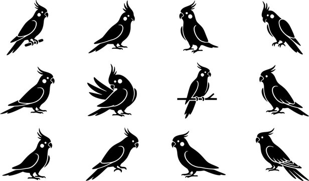 Cockatiel birdsilhouette icon set, flat black glyph style, pure white background