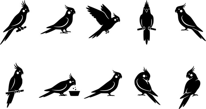 Cockatiel birdsilhouette icon set, flat black glyph style, pure white background