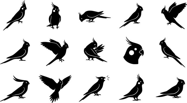 Cockatiel birdsilhouette icon set, flat black glyph style, pure white background