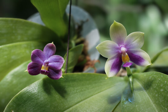 Close-up of rare and beautiful species Blue Phalaenopsis orchids blooming with vibrant purple and greenish-white petals, showcasing exotic tropical flowers on a lush green background.