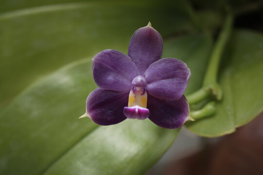Close-up of rare and beautiful species purple Phalaenopsis orchids blooming with vibrant purple and greenish-white petals, showcasing exotic tropical flowers on a lush green background.