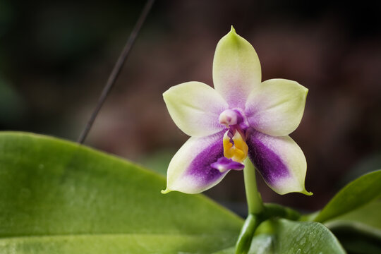 Close-up of rare and beautiful species Blue Phalaenopsis orchids blooming with vibrant purple and greenish-white petals, showcasing exotic tropical flowers on a lush green background.