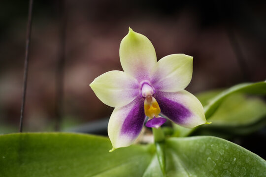 Close-up of rare and beautiful species Blue Phalaenopsis orchids blooming with vibrant purple and greenish-white petals, showcasing exotic tropical flowers on a lush green background.