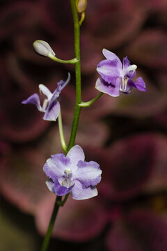Close-up of rare and beautiful species Blue Phalaenopsis orchids blooming with vibrant purple and greenish-white petals, showcasing exotic tropical flowers on a lush green background.