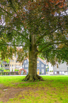 Majestic copper beech tree with colorful foliage in a charming European town