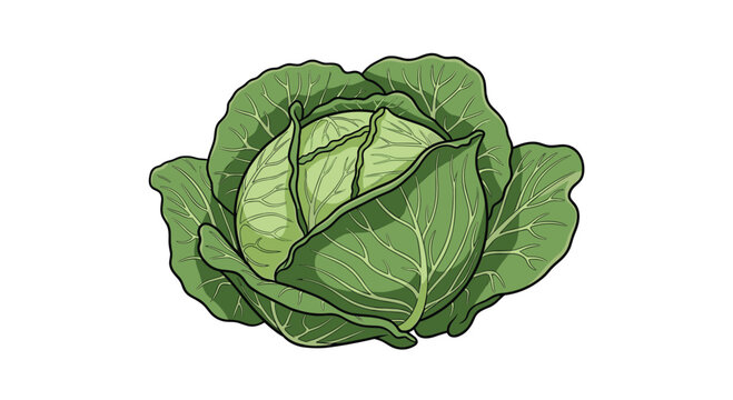 Detailed illustration of a fresh whole green cabbage with textured outer leaves and a pale center on a white background.
