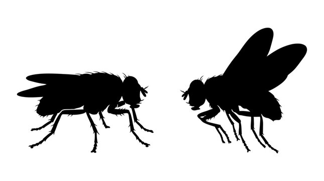 Fly Silhouettes On White Background Detailed Insect Shapes