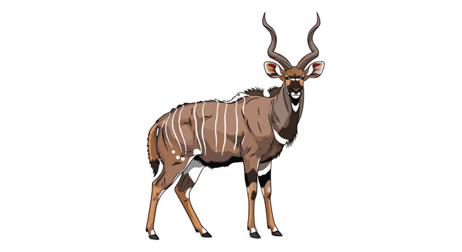 Majestic kudu antelope with large spiraling horns and striped brown fur standing alert against a white background.