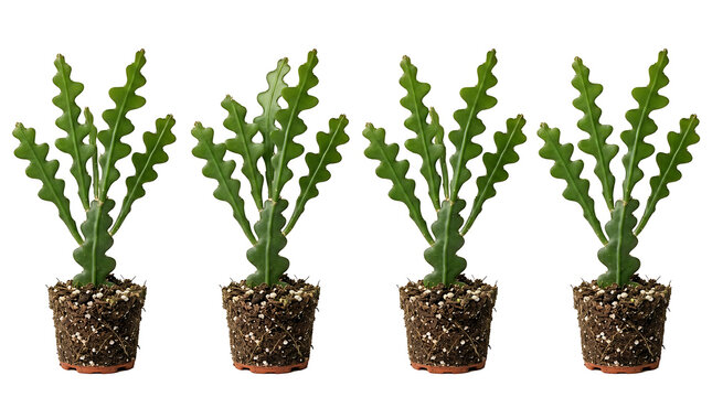 Four Isolated Ric Rac Cactus Plants in Pots Set on a Clean White Background
