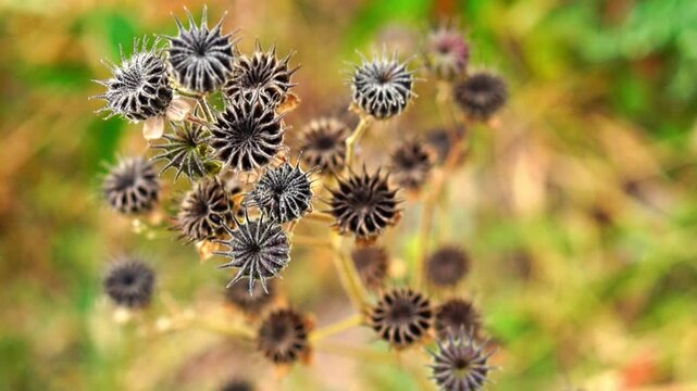 Dried plant Abutilon theophrasti, also known as velvetleaf, velvet plant, velvetweed, Chinese jute with dry bolls with seeds capsules on top of it against blurred yellow-cinnamon green background