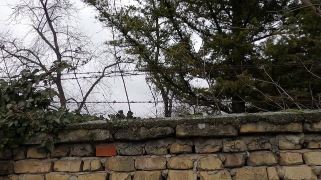 Barbed wire on a brick fence, a crow on a tree branch in winter