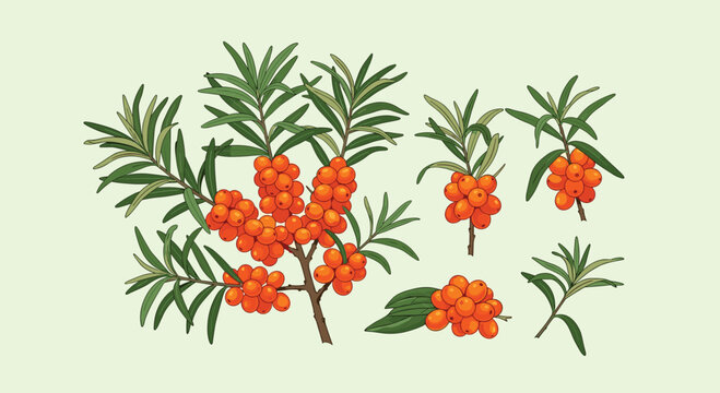 Collection of sea buckthorn branches with clusters of ripe orange berries and narrow green leaves on light green.