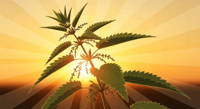 Vector illustration of a green common stinging nettle plant with serrated leaves and seeds silhouetted against a golden sunburst sunset with radial rays and a warm orange sky.