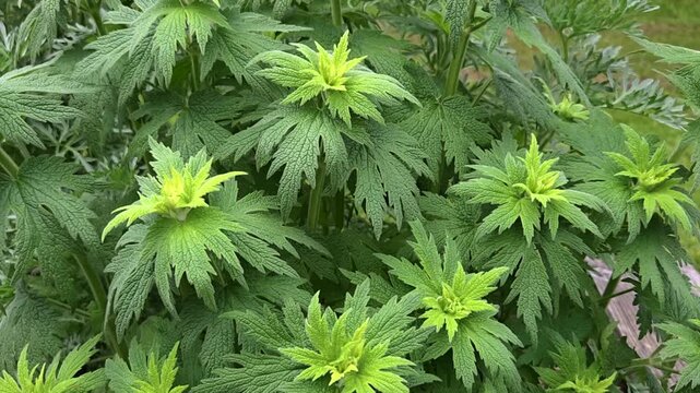 Echtes Herzgespann (Leonurus cardiaca), Lamiaceae, Bl&auml;tter
