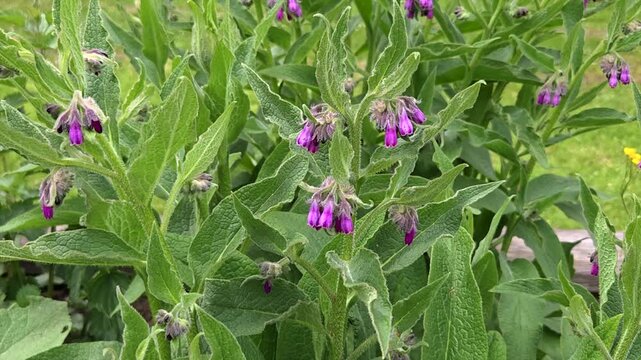 Echter Beinwell (Symphytum officinale), Bl&uuml;te, Bl&auml;tter