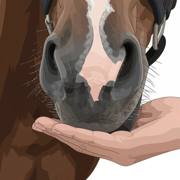 Vector illustration showing a close-up view of a brown horse's muzzle and nostrils sniffing an open human hand, featuring detailed snout markings and a bridle against a white background.