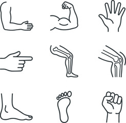 Fototapeta premium Human Body Anatomy and Musculoskeletal Limbs Line Icon Set featuring Bicep Muscle Joints Bones Hands and Feet Symbols for Fitness and Healthcare vector design