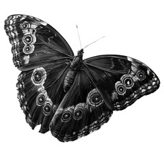 Obraz premium Black butterfly spreading wings, isolated on transparent background, png