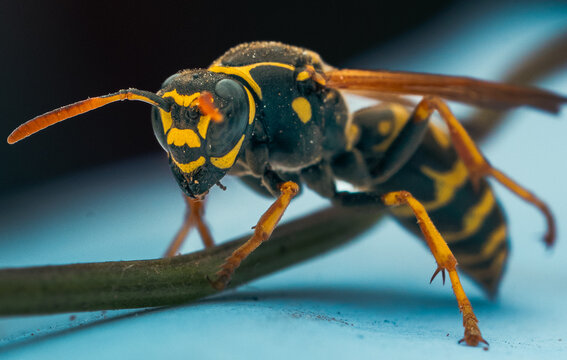Macro photo of bee collecting pollen