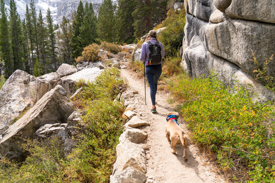 dog hiking trail behind owner without leash in nature