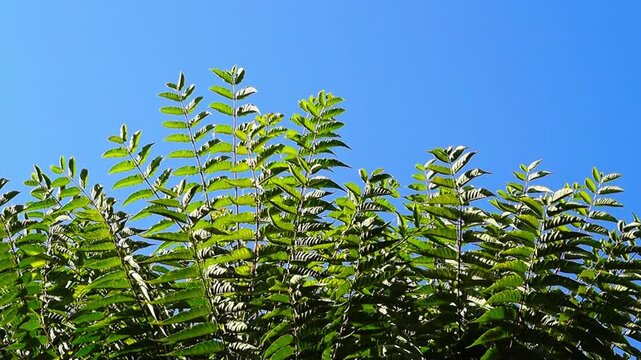 Tops of a walnut trees with young fresh branches and large leaves flutters in the wind against the clear blue sky. Copy space for text or slogan