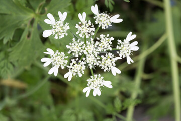 Fototapeta premium Beautiful White Lace flowers (Orlaya grandiflora).