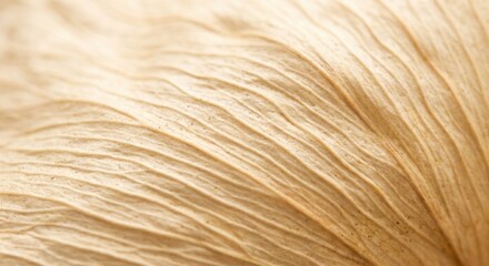 Fototapeta premium Macro view of a dried flower petal showing intricate natural textures and organic ridges with soft warm lighting highlighting the delicate details of the withered botanical surface