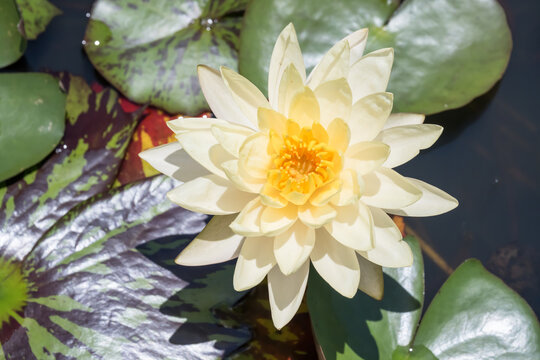 Beautiful Water Lily in the pond.