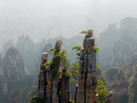 Zen pines atop ancient sandstone pillars in the mist