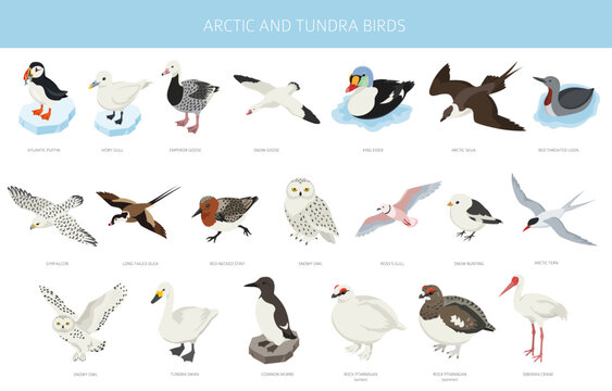 Arctic and tundra birds. North nature and animals infographic design. Isometric design. Detailed ornithology illustration for educational and ecological projects. Vector illustration