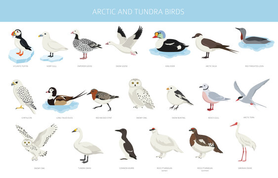 Arctic and tundra birds. North nature and animals infographic design. Flat design. Detailed ornithology illustration for educational and ecological projects. Vector illustration