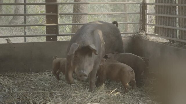 Domestic sow nursing a litter of piglets inside a straw-covered farm pen. The image represents livestock farming, animal husbandry, pig production, sustainable agriculture, and rural farm life.