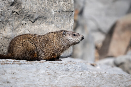Marmot resting on a rock ledge