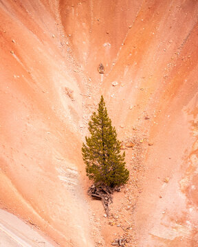 Lone pine on an orange mineral slope