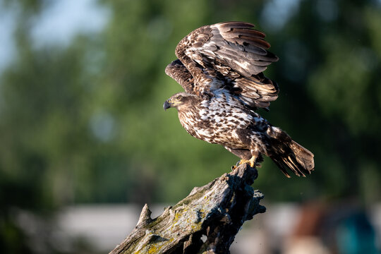 Juvenile bald eagle stretching its wings on a snag