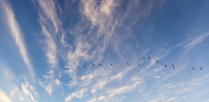 Cormorants flying in formation at sunset