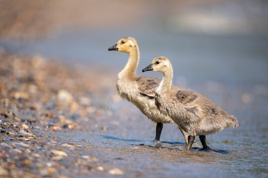 Two goslings on a pebbled shore