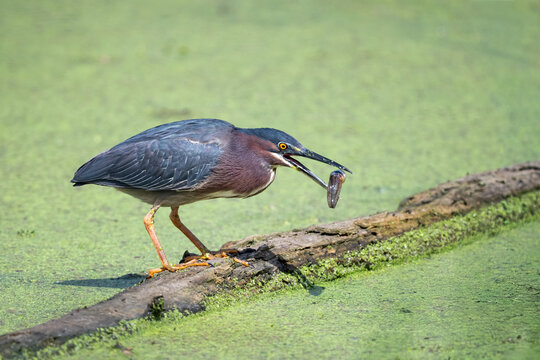 Green heron on a log with a fish