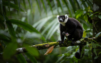 Naklejka premium Black and white lemur resting on tree branch in tropical rainforest with lush green foliage