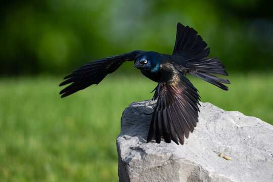 Common grackle flaring on a rock.