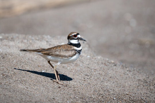 Killdeer standing on sand.