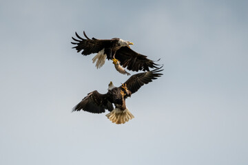Fototapeta premium adult bald eagles in aerial confrontation