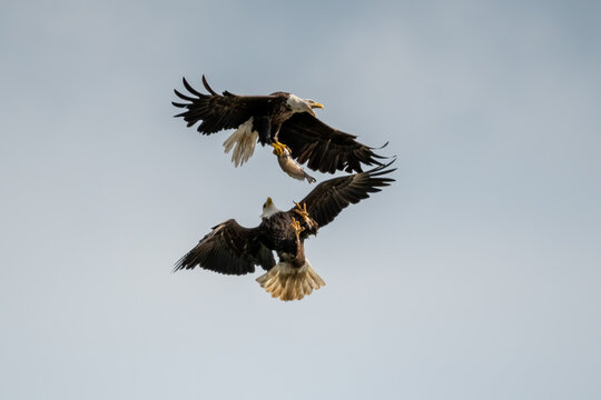 adult bald eagles in aerial confrontation
