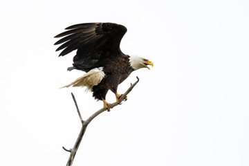 Obraz premium Bald eagle landing on a bare snag