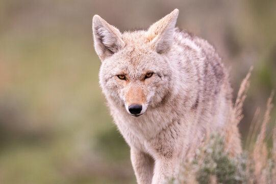 Coyote portrait in grass
