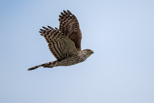 cooper's hawk banking in flight