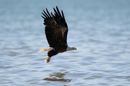 Bald eagle taking off from the lake